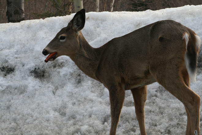 deer Renous, NB
