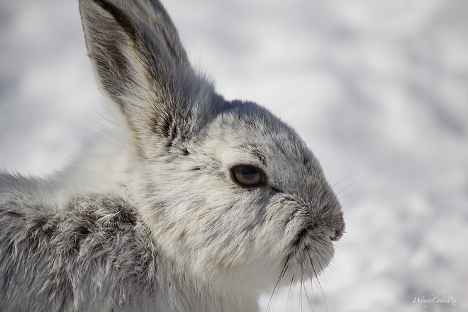 Snowshoe Hares in Ottawa West Ottawa, ON