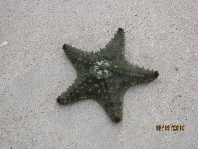 Starfish .. Varadero, Matanzas, Cuba