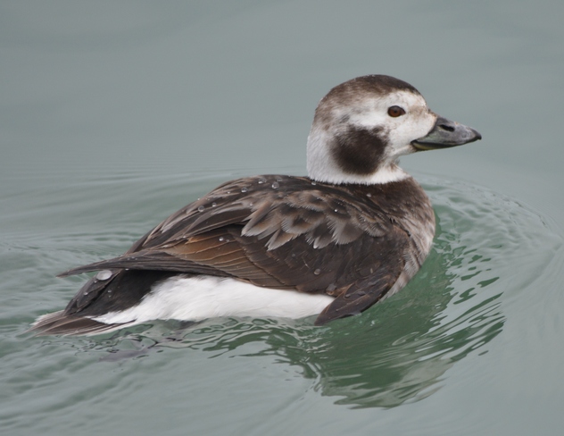 Female Long Tailed Duck! St Catharines, ON