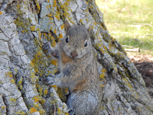 Baby Grey Squirrel Ridgetown, Ontario