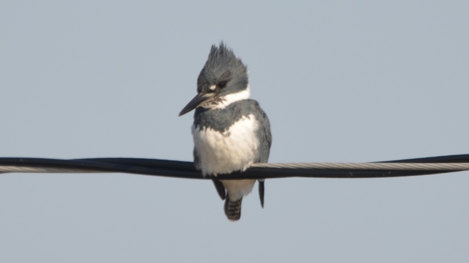 Male Belted Kingfisher! St Catharines, ON