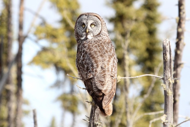 Great Gray Owl Prince Albert National Park, SK