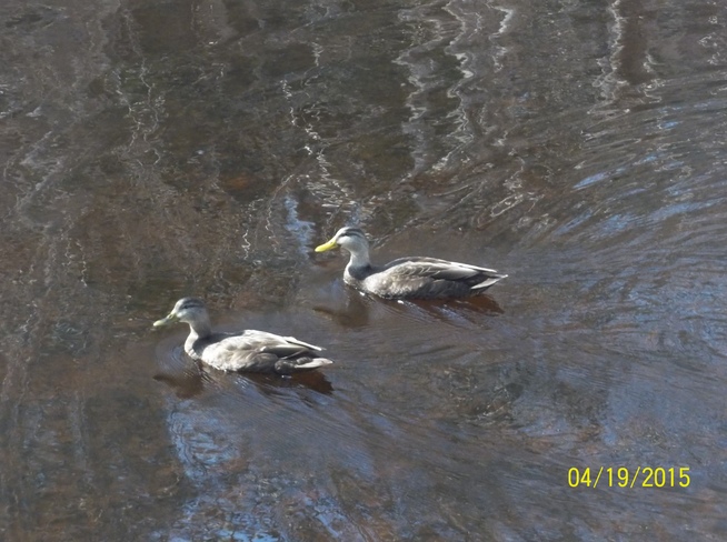 Ducks in the park Halifax, NS