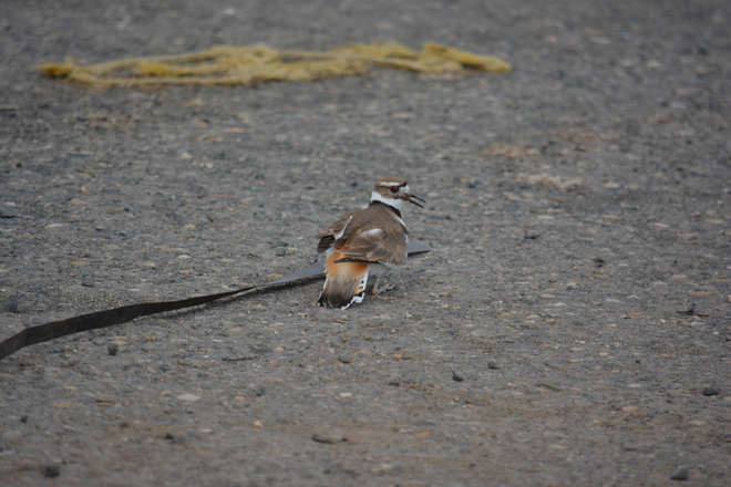 Mother killdeer - broken-wing act Astoria, OR, United States