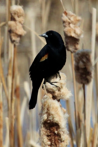 Red-winged Blackbird Vanscoy, SK