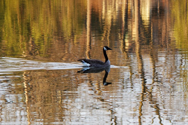 Canada Goose and reflection Richmond Hill, ON