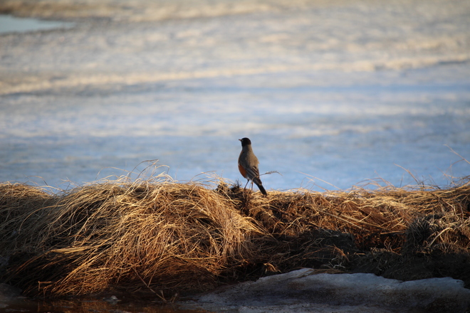 Robin looking over the still frozen waters of the Richibcto River Richibucto, N.B.