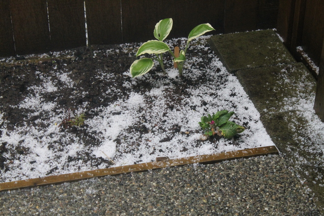 Hail of a day!!! Campbell River BC