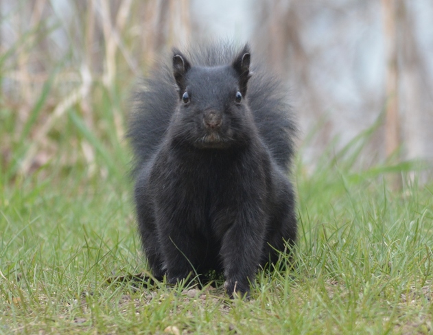 Skittish black Squirrel! Niagara-on-the-Lake, ON