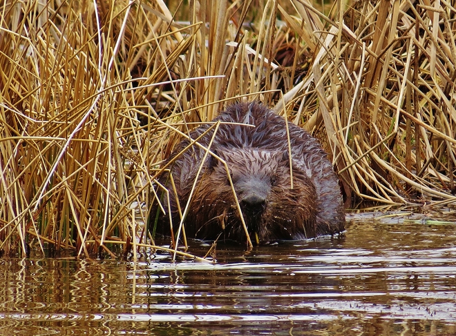 Busy Beaver's big buffet. Kate Pace Way, North Bay, ON P1B 8Z4, Canada