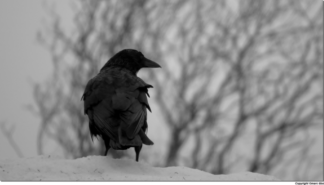 wazo du jour corbeau dans la neige....... Sainte-Thérèse-de-Gaspé, QC