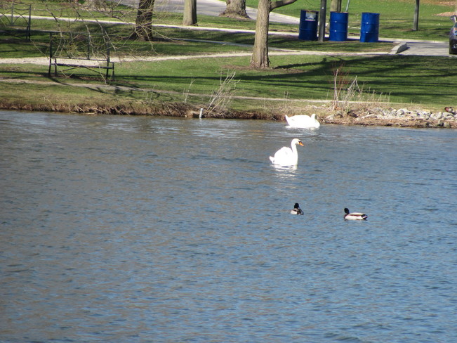 Swan and Loon Stratford, ON