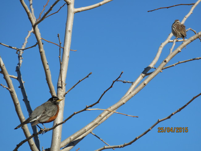 Robin and a chipping sparrow Aurora, ON