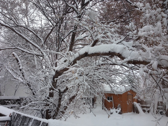 Saskatton snowstorm April 25-26, 2015 Saskatoon, SK