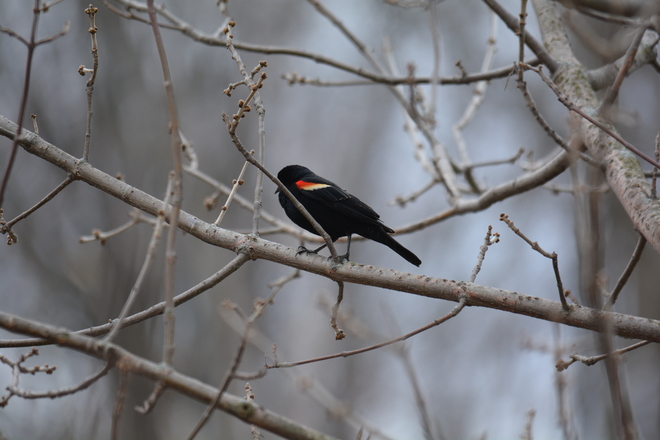 Red Winged Blackbird Oakville, ON