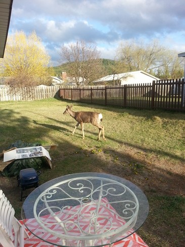 Deer in my backyard 100 Mile House, BC