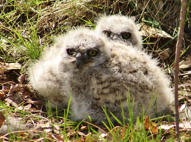 Spring 2015 Owlets Lake Newell, Newell County No. 4, AB