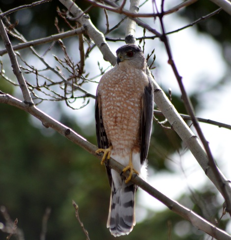 Coppers Hawk on the watch! Prince George BC