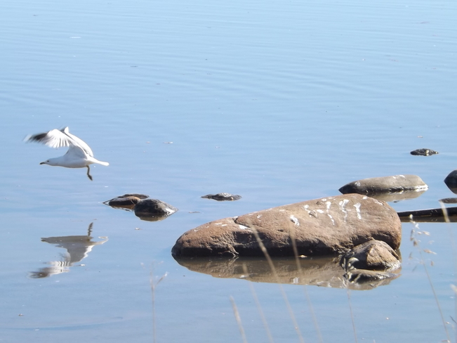 gull in flight Thunder Bay, ON