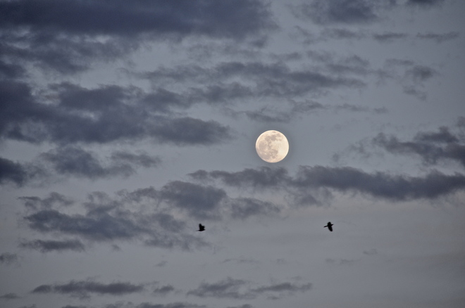 La lune est aux oiseaux ce soir! Montréal, QC