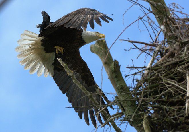 Bald Eagle Returns Home Delta, BC