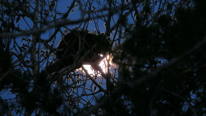 Porcupine Dining By Moonlight Espanola, ON