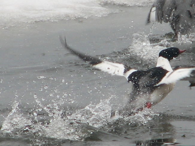 Duck trying a take off. Eight Island Lake, St. Mary's, NS