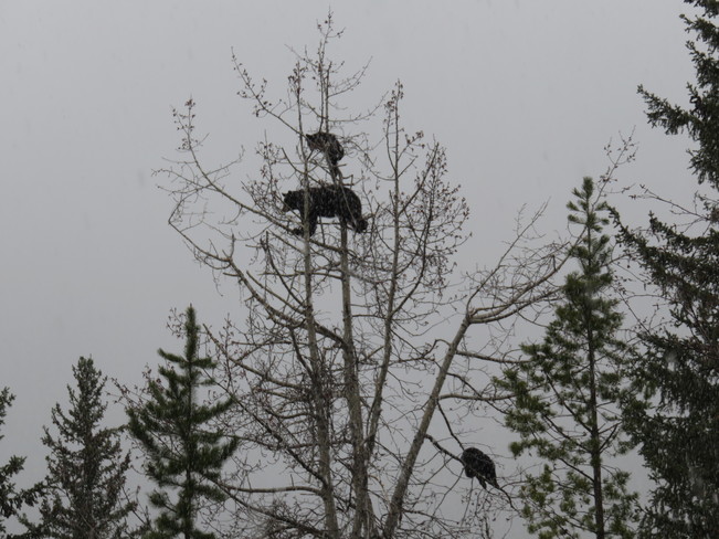 Who says bears don't climb trees? Miette Hotsprings, AB