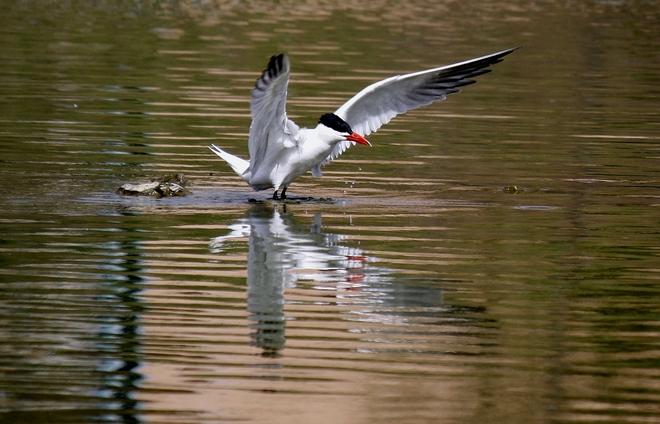 Terns...gotta luv'em Scarborough, Toronto, ON