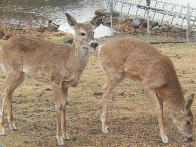 Hungry young deer are gratful for the feed, but ducks are not happy to share North Bay, ON