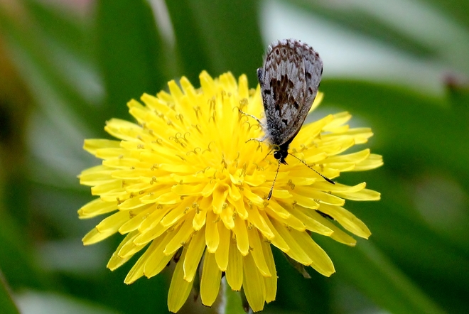 Butterfly on dandelion Vanscoy, SK