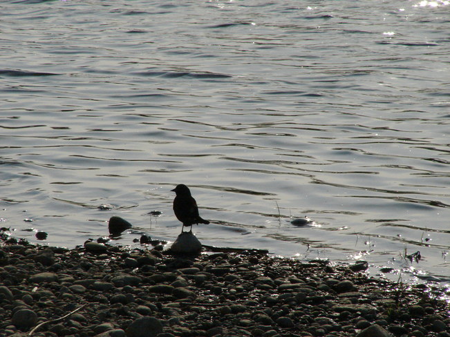Bird on a rock Brantford, ON
