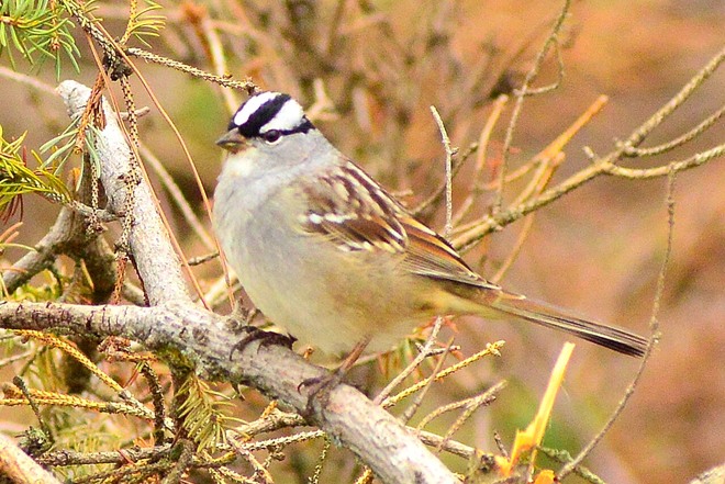 White Crowned Sparrow La Salette, ON