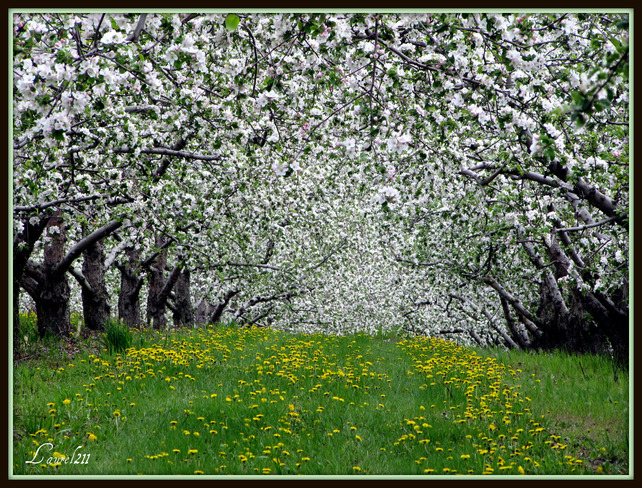 Apple Blossom Time Vernon, BC