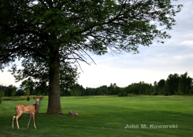 Fawn Visits Lindsay Golf & Country Club Lindsay, ON