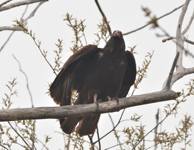 Turkey Vulture! St Catharines, ON