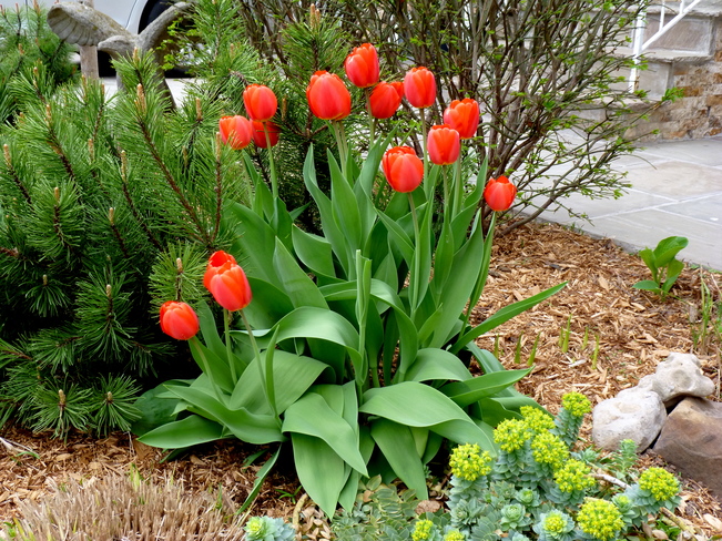 Red Tulips Hamilton, ON