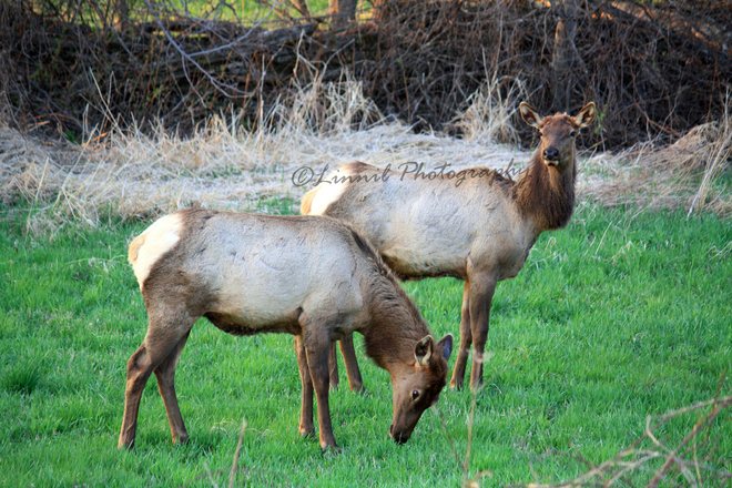 Ontario Elk Ontario-north of 7