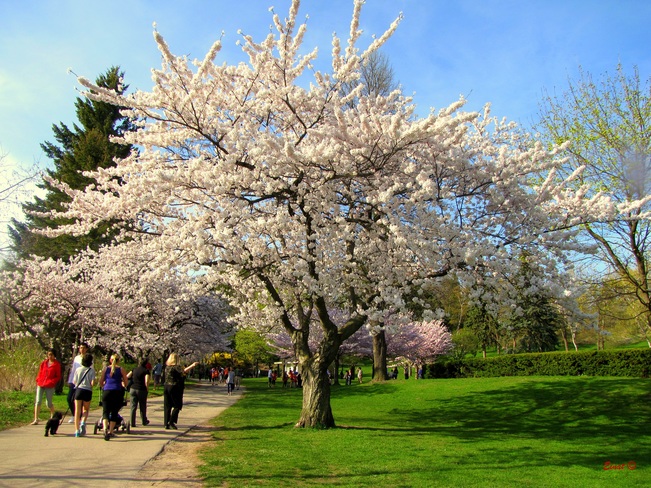 Sakura/ Cherry Blossom trees in High Park Toronto Toronto, ON
