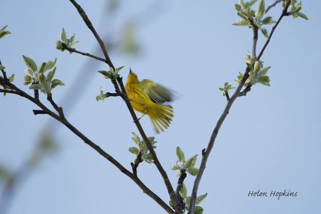 Yellow and Yellow-rumped Warbler Brampton, ON
