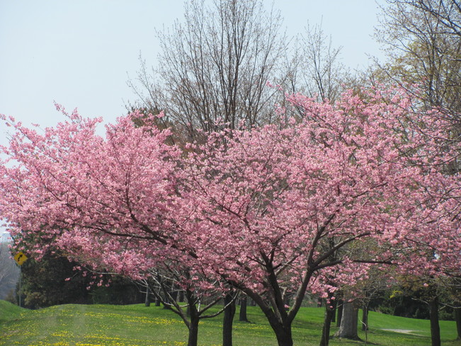 Cherry Blossom Niagara Falls, ON