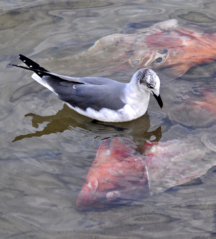 Seagull Fishing Florida, United States
