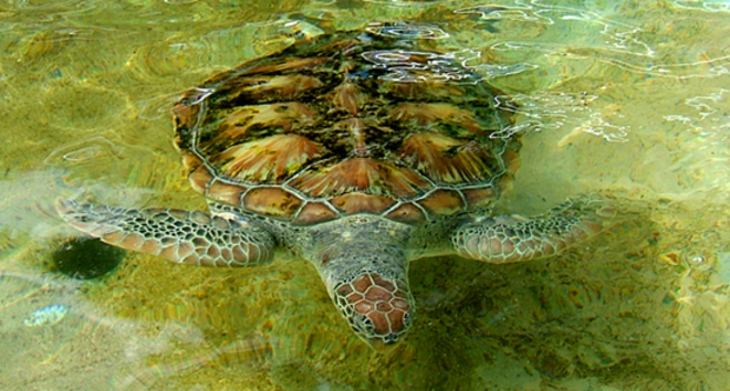 Sea Turtle Grand Cayman