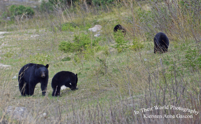 Three Little Bears Manitouwadge, ON