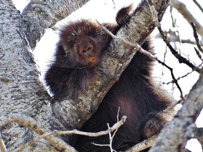 Porcupine resting its eyes. North Bay, ON