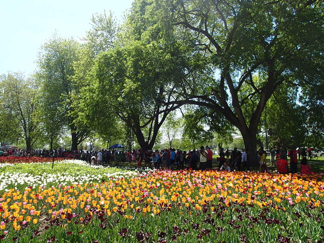 Ottawa tulip festival 2015 Ottawa, ON