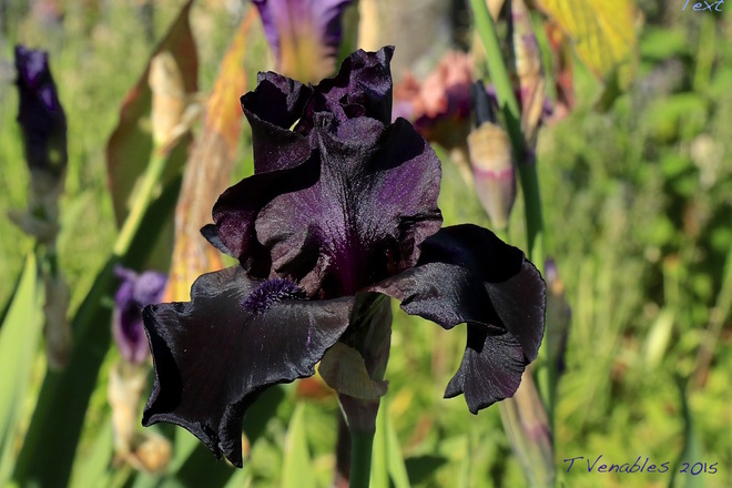 Iris Sanctuary in the sunshine North Saanich, BC
