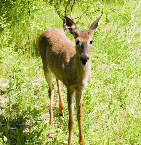 Juvenile Deers Ottawa, ON