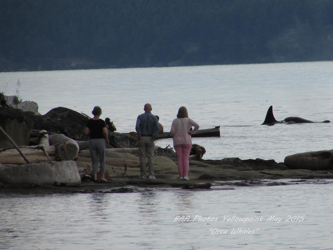Orca Whale Family Yellowpoint BC